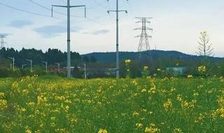 梅子金黄杏子肥中的肥是什么意思 梅子金黄杏子肥全诗