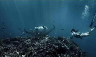 蛋仔人鱼的指引怎么玩 美人鱼潜水怎么呼吸