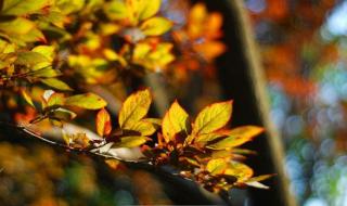 炫舞冠军有哪些 炫舞之舞动奇迹